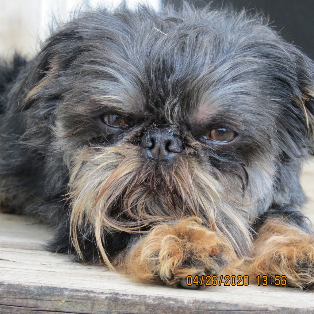 Hawk pond best sale brussels griffon